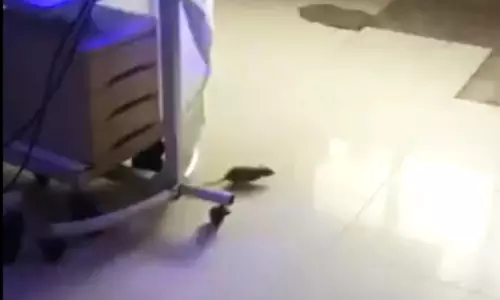 Rats Bite Infants, Chew Mothers’ Nails at Warangal’s CKM Hospital