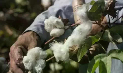 Cotton Mills Going Through Crises Due To Poor Harvest In Kurnool District Cotton Mills Going Through Crises Due To Poor Harvest In Kurnool District