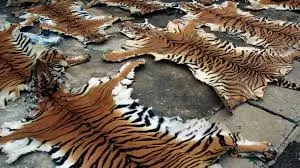 International Wildlife Criminal Wanted Under INTERPOL Red Notice Held In Sikkim