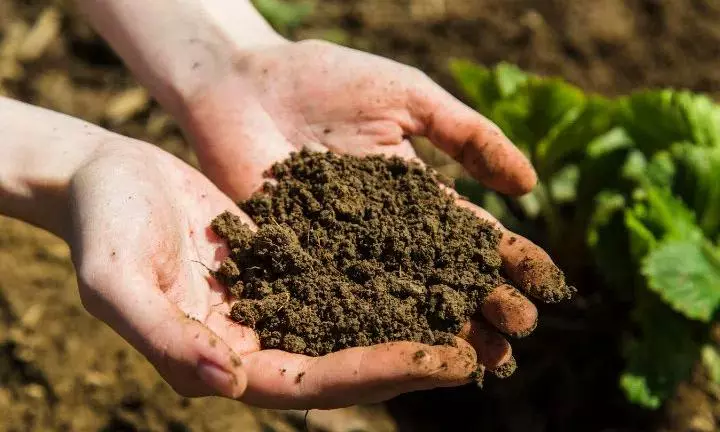 World Soil Day: The Unsung Hero Beneath Our Feet