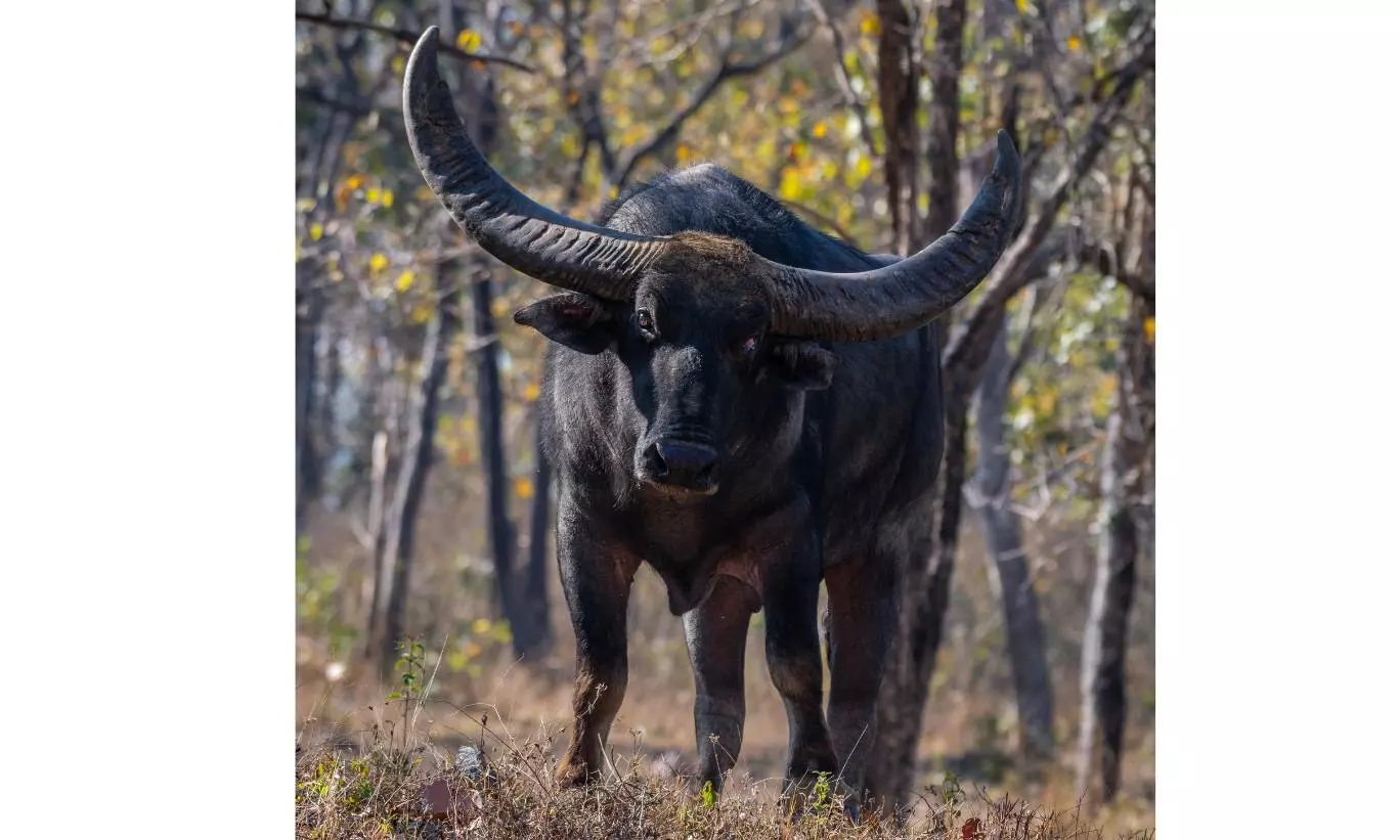 A Renewed Bastar Raises Hope For Saving India’s Wild Buffalo Species