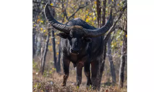 A Renewed Bastar Raises Hope For Saving India’s Wild Buffalo Species