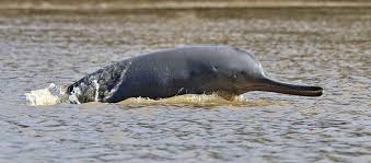 NMCG Launches Tech-Driven Push for Ganga's Wildlife Protection