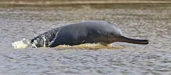 NMCG Launches Tech-Driven Push To Tighten Protection Of Gangas Wildlife, Wetlands NMCG Launches Tech-Driven Push To Tighten Protection Of Gangas Wildlife, Wetlands