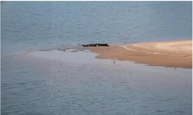 12-Foot Gharial Spotted Under Cuttack Bridge