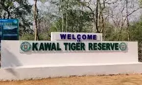 Forest Department Plans New Tiger Corridor To Kawal