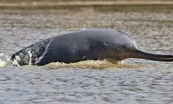 NMCG Launches Tech-Driven Push To Tighten Protection Of Gangas Wildlife, Wetlands