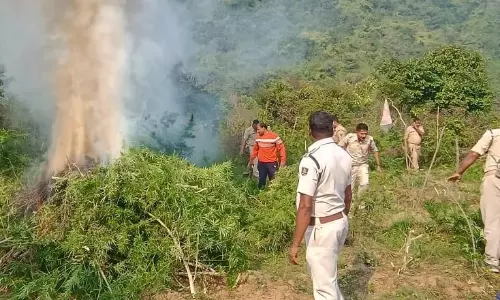 Odisha Seizes 1.66 Lakh Kg Of Ganja In Five Years, Minister Informs Assembly Odisha Seizes 1.66 Lakh Kg Of Ganja In Five Years, Minister Informs Assembly