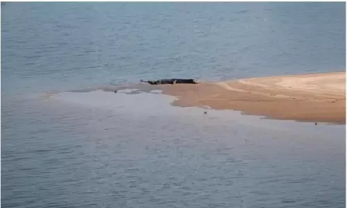 12-Foot Gharial Sparks Panic After Sighting Under Madhusudan Setu In Cuttack 12-Foot Gharial Sparks Panic After Sighting Under Madhusudan Setu In Cuttack
