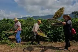 Brazils Robusta Coffee Growers Push For Quality Brazils Robusta Coffee Growers Push For Quality