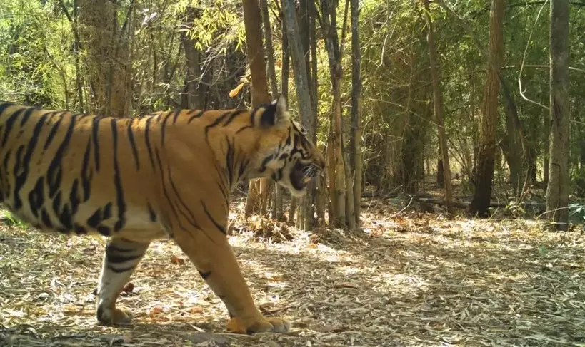 Illegal Power Lines In Atmakur Division Threatening Wildlife In NSTR Illegal Power Lines In Atmakur Division Threatening Wildlife In NSTR