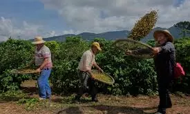 Brazils Robusta Coffee Growers Push For Quality