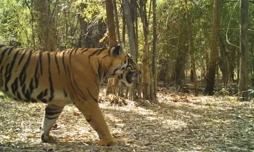 Illegal Power Lines In Atmakur Division Threatening Wildlife In NSTR Illegal Power Lines In Atmakur Division Threatening Wildlife In NSTR