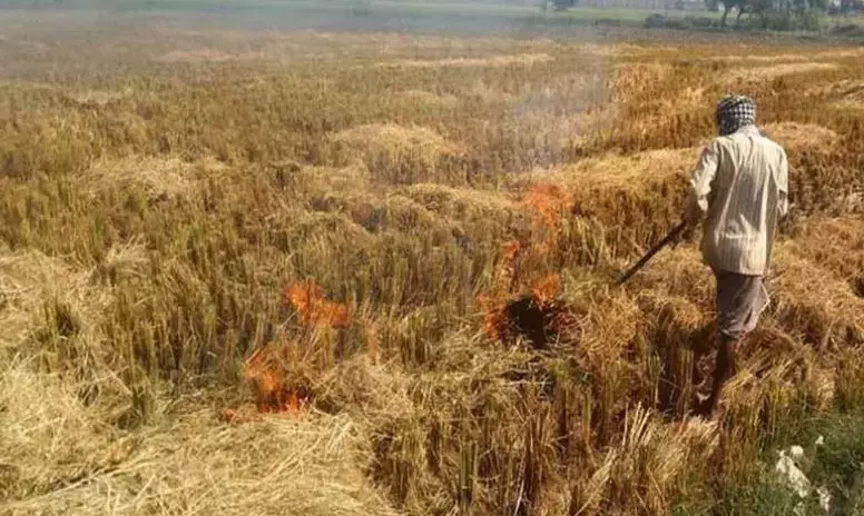 Farmers Advised Not To Burn Paddy Straw, Stubble As It May Cause Environmental Pollution