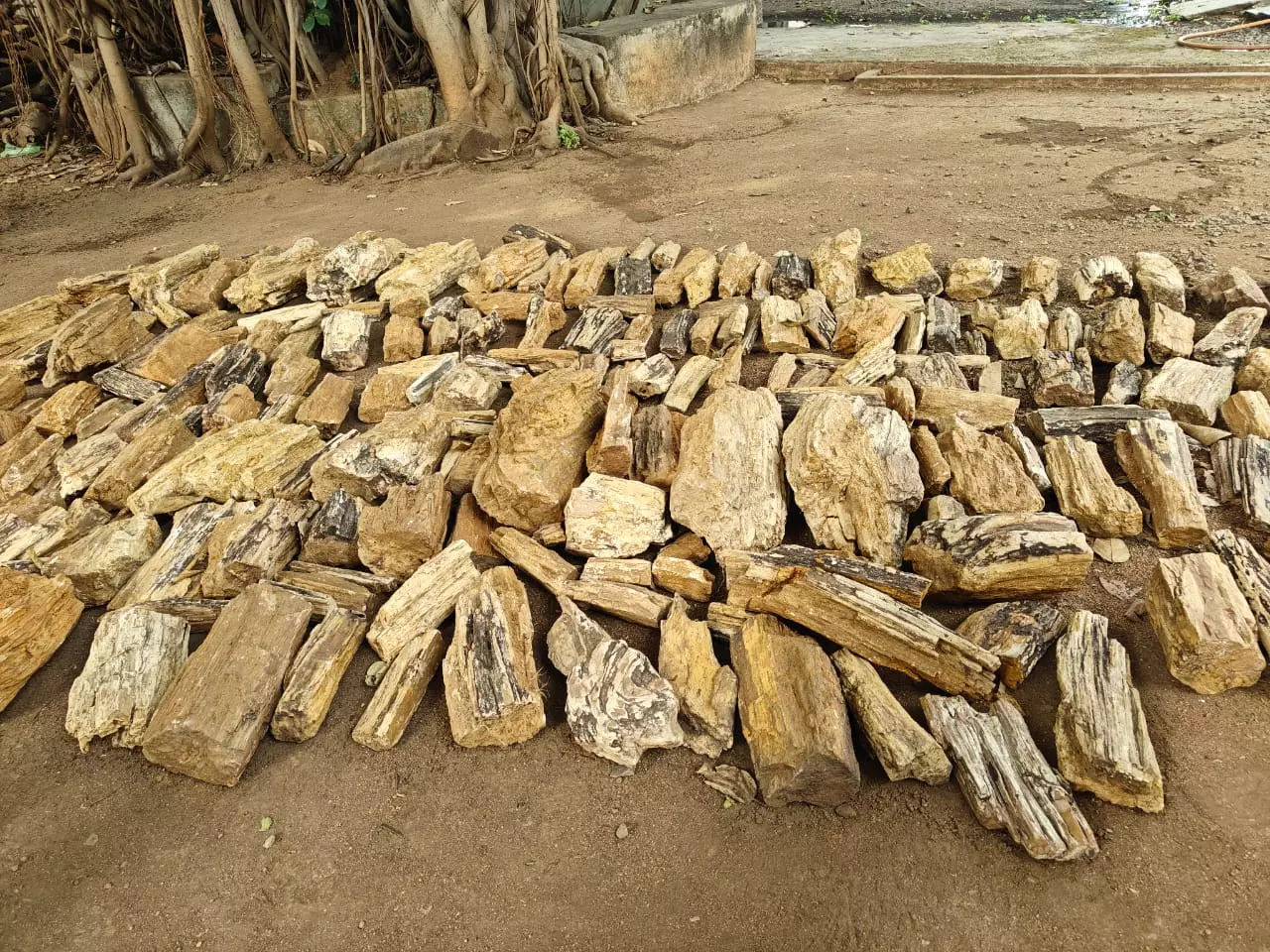 Telangana: Museum Setting Up New Gallery to Display Fossils