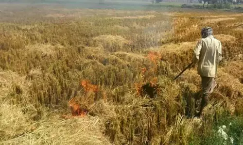 Farmers Advised Not To Burn Paddy Straw, Stubble As It May Cause Environmental Pollution Farmers Advised Not To Burn Paddy Straw, Stubble As It May Cause Environmental Pollution