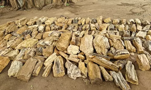 Telangana: Museum Setting Up New Gallery to Display Fossils Telangana: Museum Setting Up New Gallery to Display Fossils