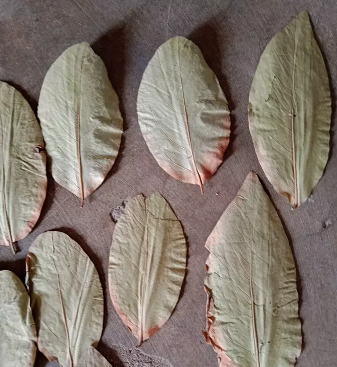 Forest Department To Collect Beedi Leaves Through Vana Samrakshana Samitis Forest Department To Collect Beedi Leaves Through Vana Samrakshana Samitis