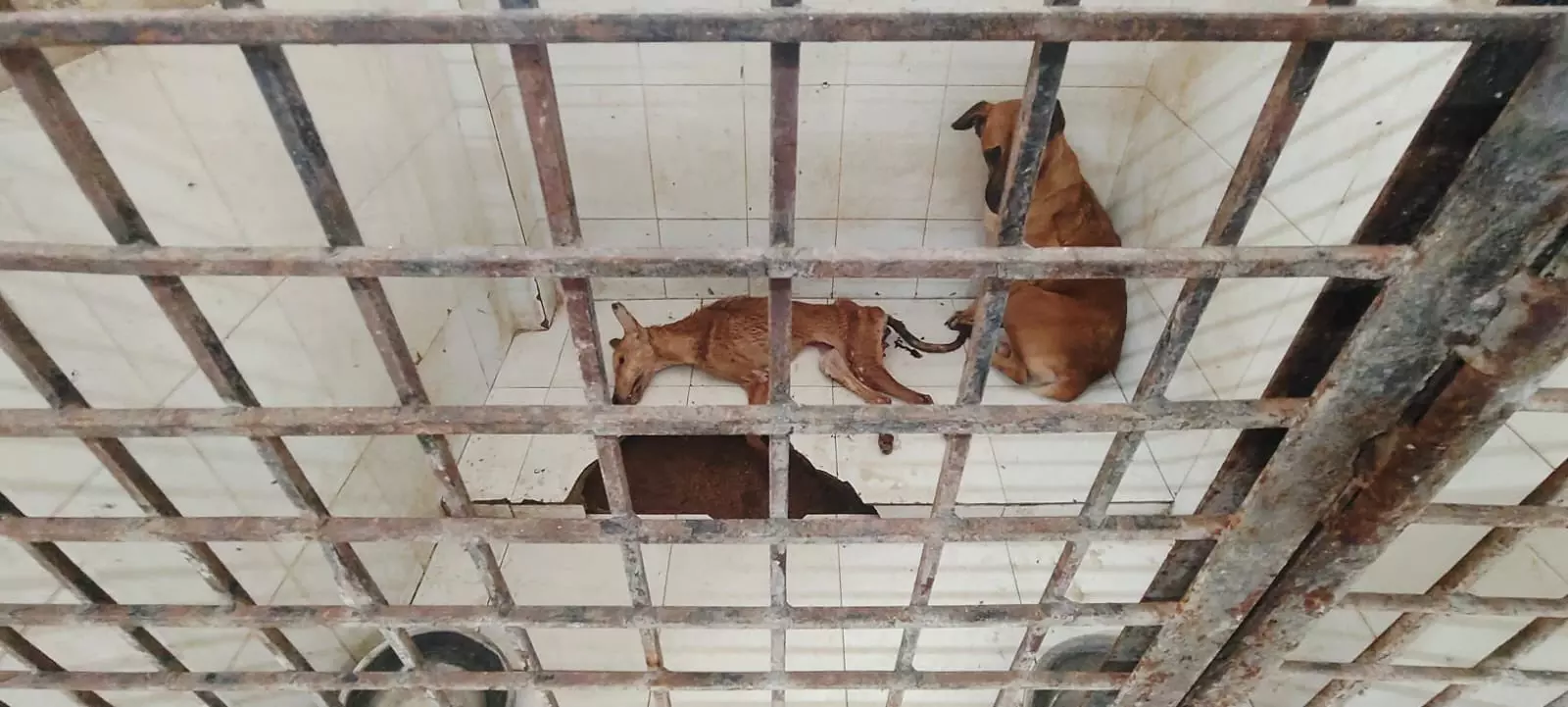 AASRA NGO Flags Severe Neglect in GHMC ABC Centres; Officials Deny Violations AASRA NGO Flags Severe Neglect in GHMC ABC Centres; Officials Deny Violations