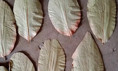 Forest Department To Collect Beedi Leaves Through Vana Samrakshana Samitis Forest Department To Collect Beedi Leaves Through Vana Samrakshana Samitis