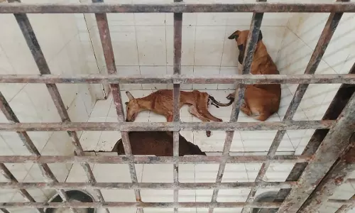 AASRA NGO Flags Severe Neglect in GHMC ABC Centres; Officials Deny Violations AASRA NGO Flags Severe Neglect in GHMC ABC Centres; Officials Deny Violations