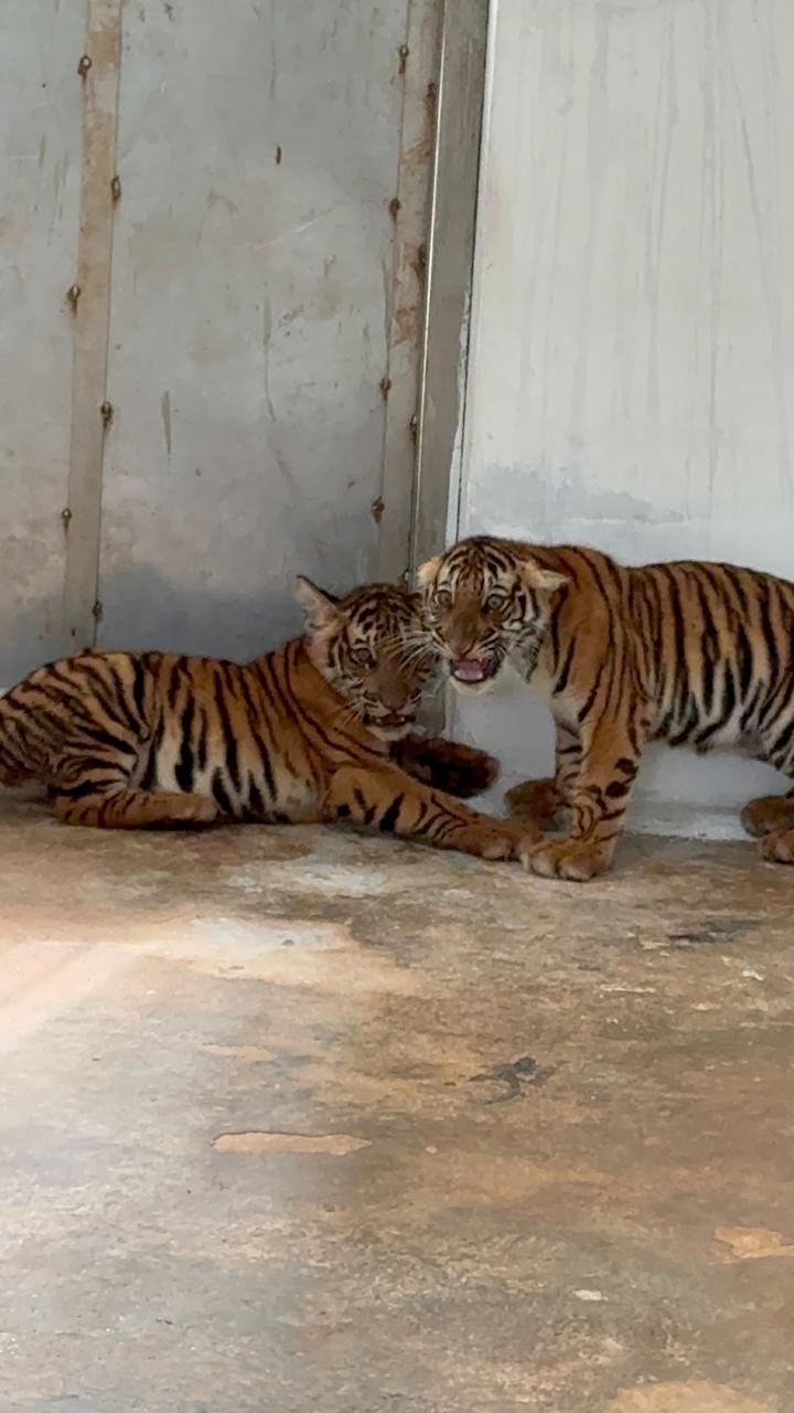 Four Rescued Tiger Cubs Die Despite Vet Care