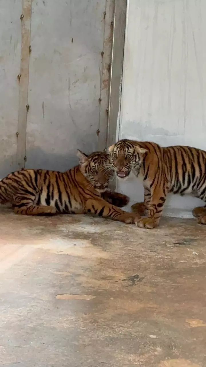 Four Rescued Tiger Cubs Succumb To Diseases Despite Vet Care Four Rescued Tiger Cubs Succumb To Diseases Despite Vet Care