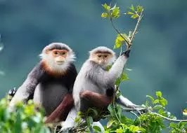 Passenger Held With Two Endangered Monkeys At Bengaluru Airport