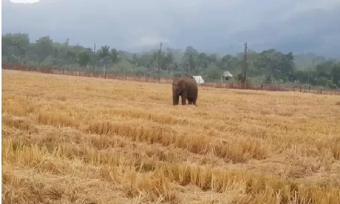 Injured Tusker From Jharkhand Triggers Panic In Odisha Injured Tusker From Jharkhand Triggers Panic In Odisha