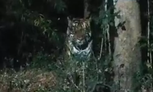 Tiger Spotted Near Coal Mines, Workers Put On Alert Tiger Spotted Near Coal Mines, Workers Put On Alert