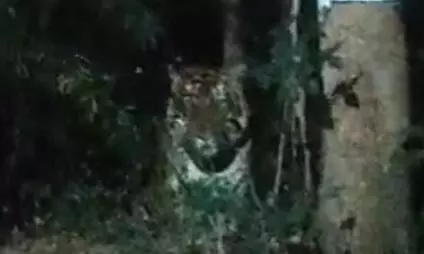 Tiger Spotted Near Coal Mines, Workers Put On Alert Tiger Spotted Near Coal Mines, Workers Put On Alert