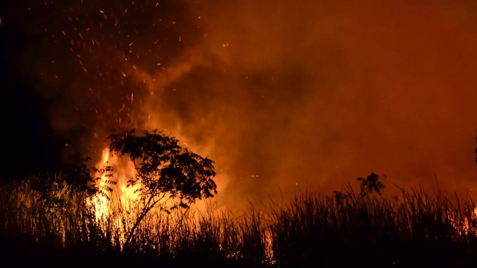 India’s Wildfire Management Resolution Adopted At UNEA-7