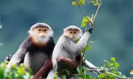 Passenger Held With Two Endangered Monkeys At Bengaluru Airport Passenger Held With Two Endangered Monkeys At Bengaluru Airport