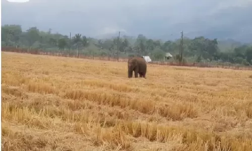 Injured Tusker From Jharkhand Triggers Panic In Odisha Injured Tusker From Jharkhand Triggers Panic In Odisha