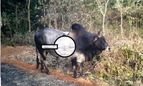 Cruel Arrow Attack on Bull Sparks Outrage in Odisha Village Cruel Arrow Attack on Bull Sparks Outrage in Odisha Village