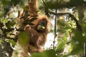 Indonesia Floods Threaten Rare Orangutans