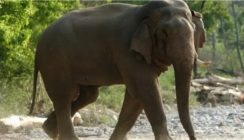 Process to Recover Skeletal Remains of Iconic Elephant Ramu Begins in Odisha Process to Recover Skeletal Remains of Iconic Elephant Ramu Begins in Odisha