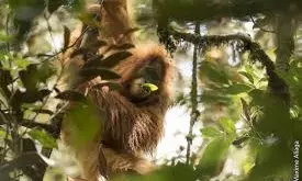 Indonesia Floods Were Extinction Level For Rare Orangutans