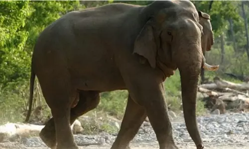 Process to Recover Skeletal Remains of Iconic Elephant Ramu Begins in Odisha Process to Recover Skeletal Remains of Iconic Elephant Ramu Begins in Odisha