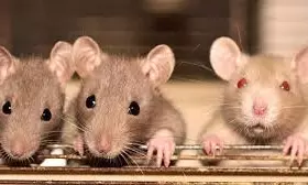 Rat Bites Patient In MGM Hospital