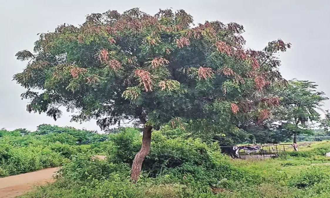 Foresters Try Out Cure for Neem-Killer Disease Foresters Try Out Cure for Neem-Killer Disease