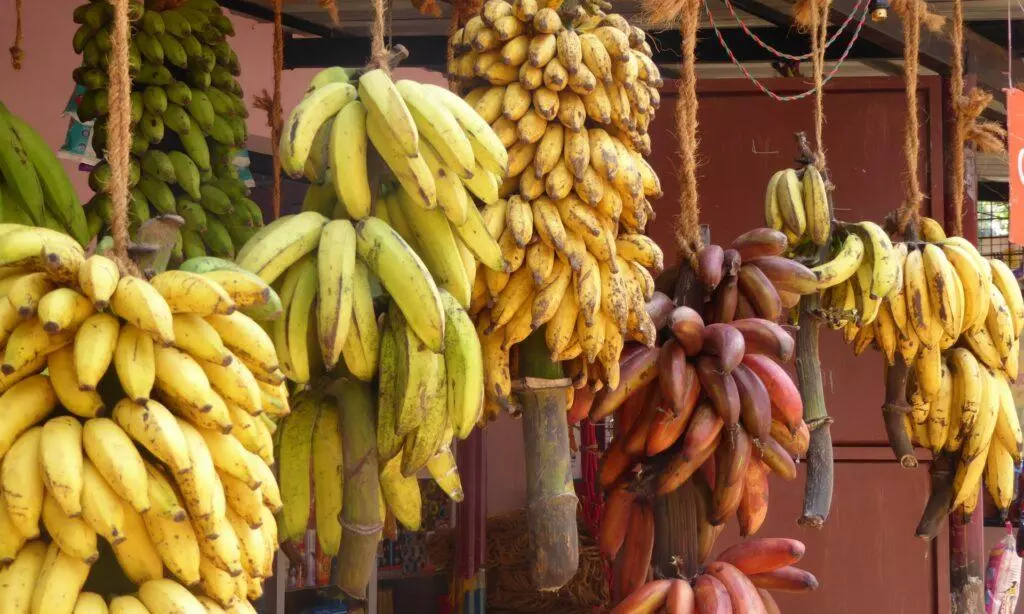 Prices Up, Traders From North Pick Banana From Rayalaseema Prices Up, Traders From North Pick Banana From Rayalaseema