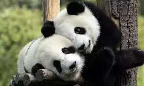 Japans Only Two Pandas To Be Sent Back To China