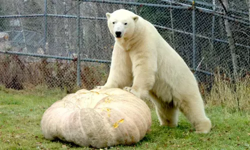 Farmer Donates 1,481-Pound Pumpkin To Delight Polar Bear Henry