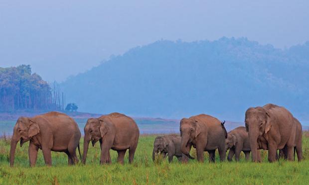 Karnataka Deploys Tech and Teams to Prevent Human-Wildlife Conflicts