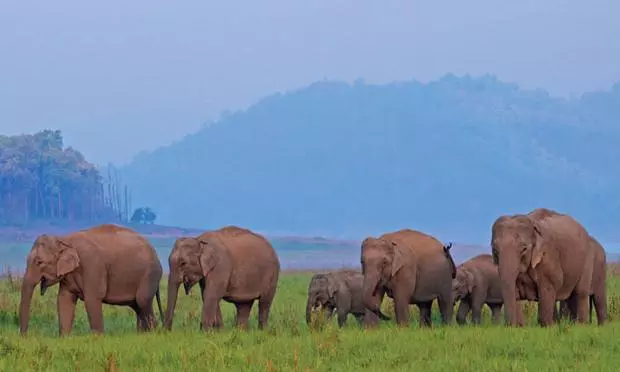 Karnataka Deploys Squads And Tech To Prevent Human-Wildlife Conflicts Karnataka Deploys Squads And Tech To Prevent Human-Wildlife Conflicts