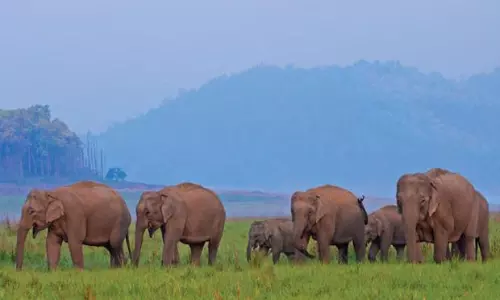 Karnataka Deploys Squads And Tech To Prevent Human-Wildlife Conflicts