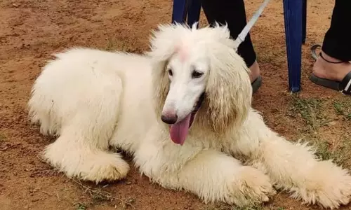 FIR to Be Registered Against Owner If Pet Dog Bites Someone in Dehradun