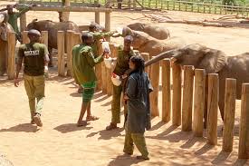 Reteti Sanctuary: Kenya's Indigenous-Led Elephant Conservation Effort