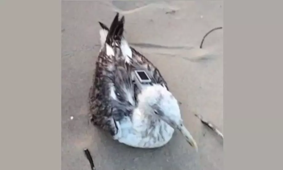 Chinese GPS Tracker Found on Seagull Near Karnataka Coast Chinese GPS Tracker Found on Seagull Near Karnataka Coast